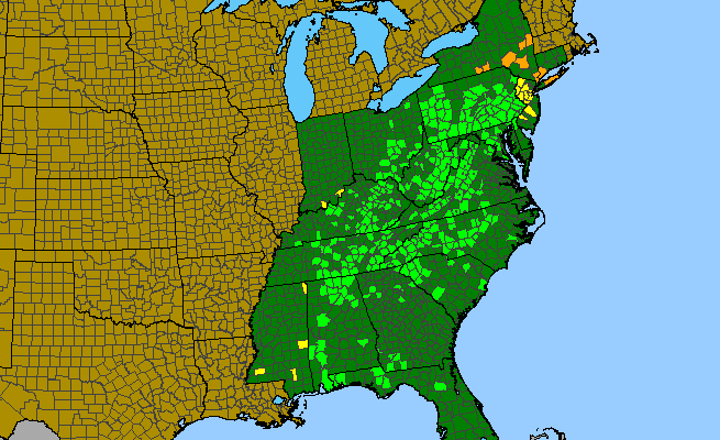 The range of Viola hirsutula